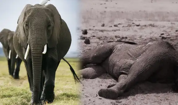 Sacrificarán decenas de elefantes en África para reducir sobrepoblación: carne será consumida y el marfil será custodiado por el Estado