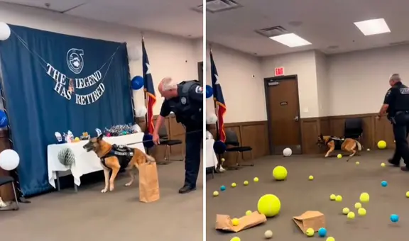Perrito policía se jubila tras años de servicio: oficiales le hacen una tierna fiesta de despedida