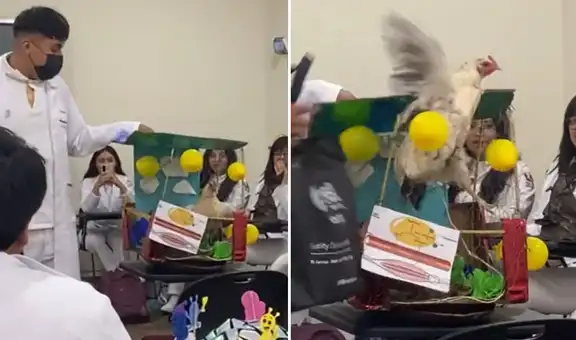 Estudiante de Medicina lleva gallina para presentar sombrero loco, pero ave sale volando: “Pollito en fuga”