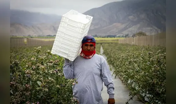 Agricultores pueden lograr hasta 50% de ahorro de agua con riego por goteo