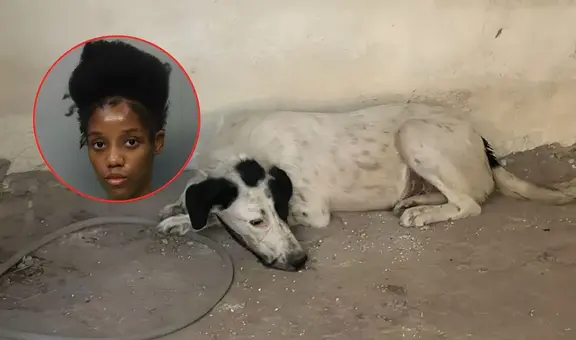 Miami-Dade: arrestan a mujer acusada de dejar perros sin comida ni agua durante más de una semana