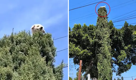Perrito trepó a la cima de un árbol de 5 metros y sorprende a todos: “En su otra vida era gato”