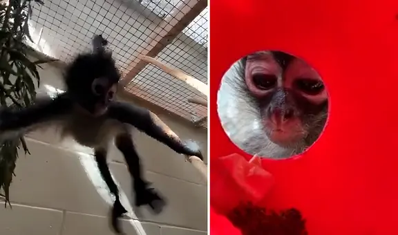 Mono araña deja la cuarentena tras ser rescatada de una redada antidrogas en California y vuelve a su hábitat