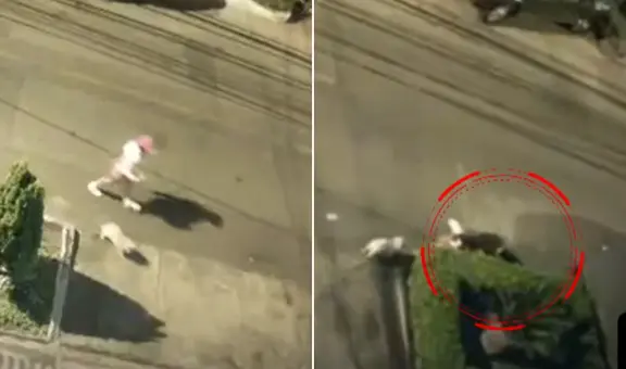 Joven aeromoza y su mascota sufren brutal ataque de rottweiler en Chorrillos: terminó con 32 puntos de sutura