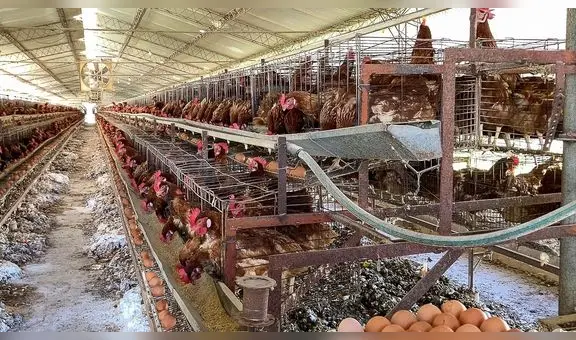 Peruanos demandan conocer el origen de los huevos que consumen