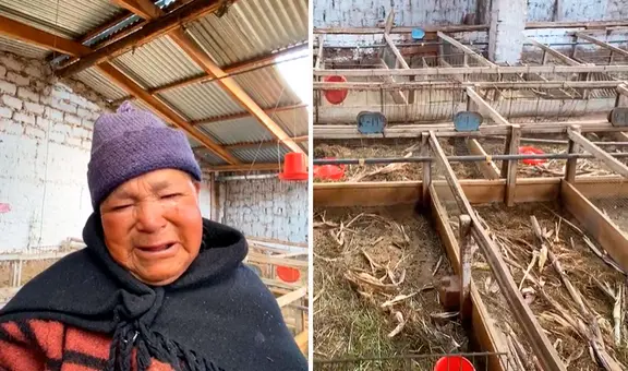 Adulta mayor rompe en llanto al ver que delincuentes le robaron sus 500 cuyes en Huancayo