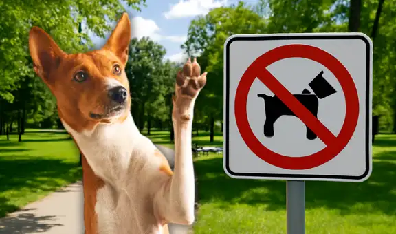 En 18 ciudades de este país se prohíbe pasear perros y tocarlos es símbolo de suciedad: “Una amenaza para la salud, la paz y la comodidad”