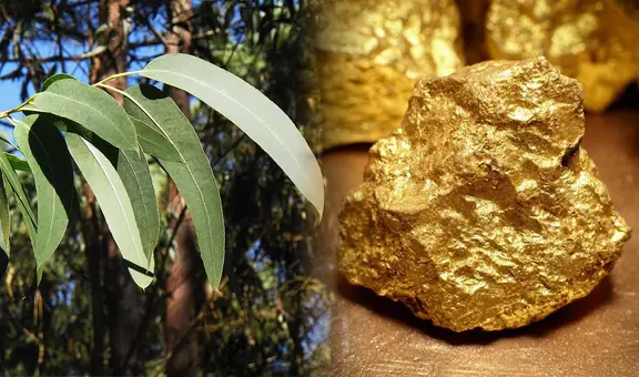 Científicos descubren que un árbol muy común en el mundo es capaz de extraer el oro del suelo y acumularlo en sus hojas y ramas