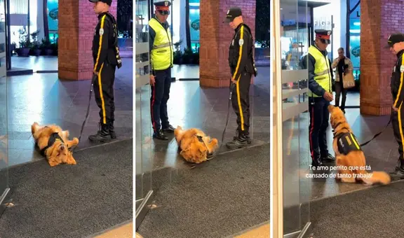 Perro policía descansaba en el trabajo hasta que llegó su jefe: "Por qué no le avisaron"