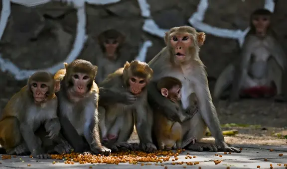 Arrestan a 2 personas de EEUU por pagar vídeos de monos siendo torturados y abusados sexualmente en Indonesia