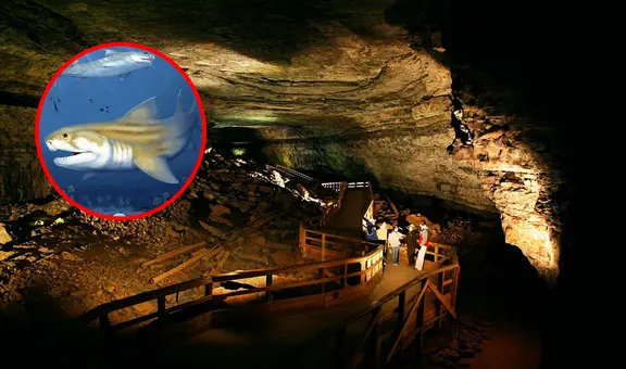 Dos nuevas especies marinas de hace 325 millones de años son descubiertas dentro de la cueva más grande del mundo