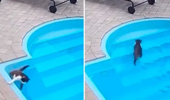 Gato curioso se cae en la piscina y parece que se ahoga: recuerda que sabe nadar y sale tranquilo