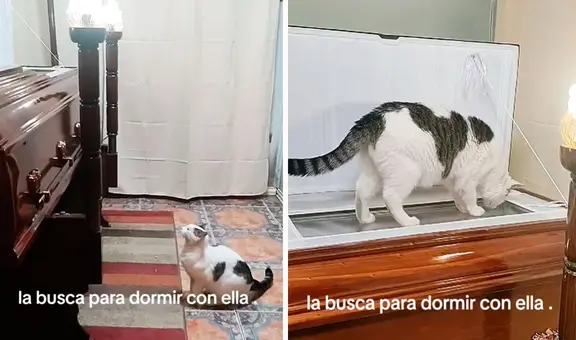 Gatito conmueve en pleno velorio al subir e intentar ingresar al ataúd de su dueña fallecida