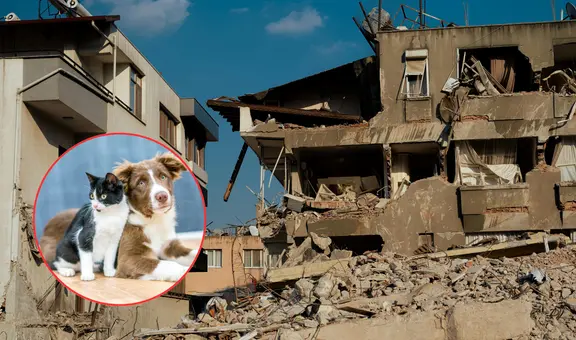 ¿Sabes qué hacer con tu mascota durante un sismo? Estas recomendaciones pueden salvarle la vida