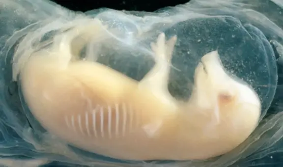 Científicos de China crean corazones con células humanas en embriones de cerdo: un avance clave para los futuros trasplantes