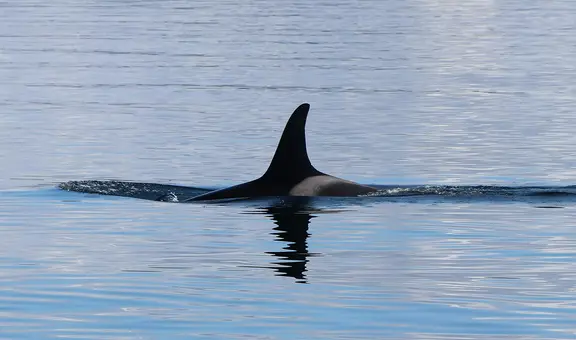 Científicos descubren que apareció un temible depredador que está ahuyentando a los grandes tiburones blancos de su hábitat