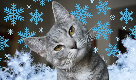 Cómo mantener a tu gato cálido y sano en invierno: claves de expertos contra el frío nocturno
