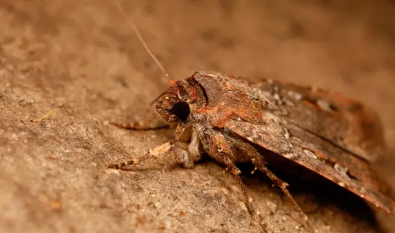 Descubren que un animal mira las estrellas de la Vía Láctea como una brújula para viajar largas distancias