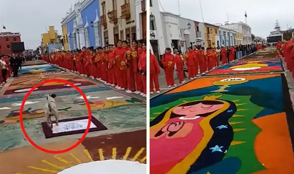 Perrito irrumpió durante Corpus Christi en Trujillo y caminó sobre alfombras decoradas con esmero