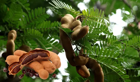 El fruto tropical que ayuda a mejorar la digestión y a reducir el colesterol naturalmente