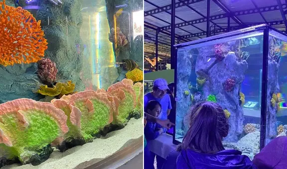 ¿Conoces el acuario más grande de Lima? Así luce el parque temático con más de 2.000 especies marinas