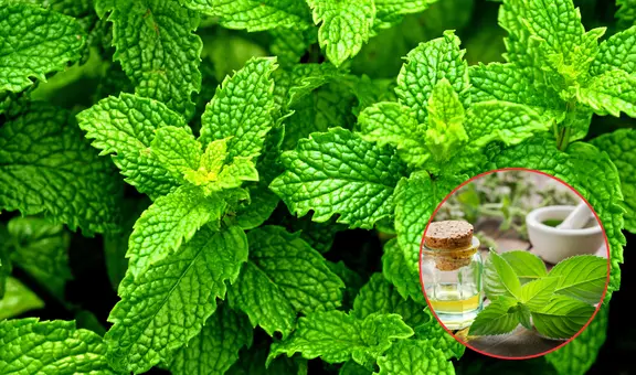 Así ayuda la hierbabuena a tu salud: digestión, estrés, inflamación y más beneficios respaldados