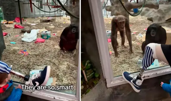 Chimpancé se sorprende al ver la pierna protésica de hombre: llama a sus amigos para que la observen también