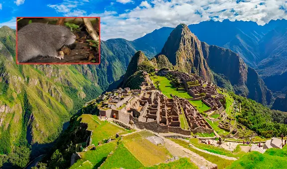 Científicos descubren una nueva especie de roedor en Machu Picchu: así luce este misterioso animal hallado en los Andes del sur del Perú