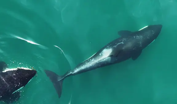 Científicos graban por primera a un grupo de orcas usando una herramienta para sus rutinas de belleza