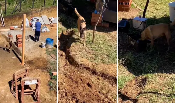 Perrito que 'trabaja' como ayudante en construcción causa ternura en redes: "Súbanle el sueldo"