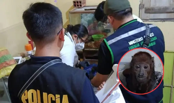 Caen 12 integrantes de ‘Los Depredadores del Oriente’ en Loreto: traficaban animales con permisos falsos