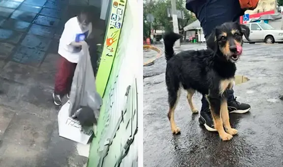Perrito sin hogar al que hombre le robó su frazada fue adoptado: ¡Historia con final feliz!