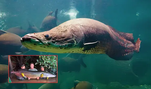 Así luce el pez más grande del mundo que supera los 3 metros y pesa 226 kg: su hábitat natural está en Perú