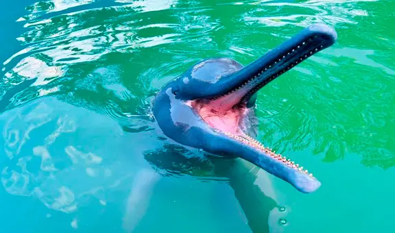 Falleció Huayrurín, el delfín rosado que hacía 'obras de arte' y conquistó Iquitos durante 19 años