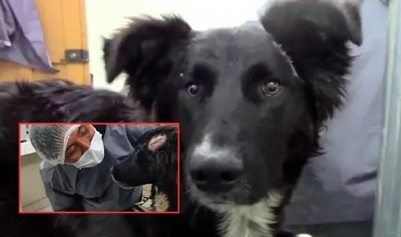 Jackson, el perro que salvó a su dueña de ser apuñalada por su expareja: sufrió heridas graves por defenderla