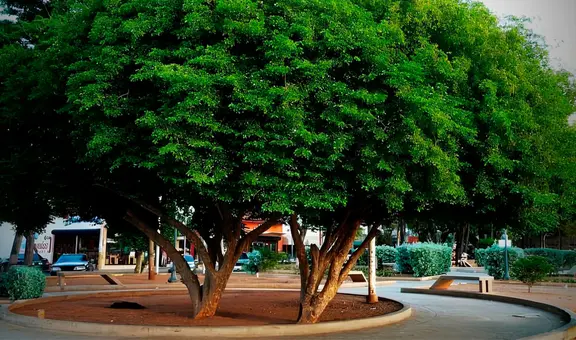 Este es el árbol con la madera más fuerte del mundo y está ubicado en América Latina: lleva siglos de antigüedad