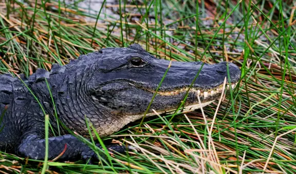Caimán mata a mujer en Florida con letal 'giro de la muerte' durante paseo en canoa con su esposo: no quedaron rastros