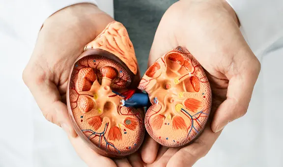 La enfermedad renal avanza en silencio: siete hábitos clave para cuidar tus riñones desde joven
