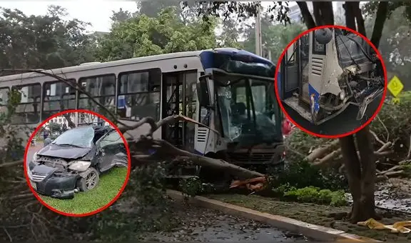 Violento choque entre corredor azul y auto en la av. Arequipa bloquea carril: árbol se cayó tras fuerte impacto