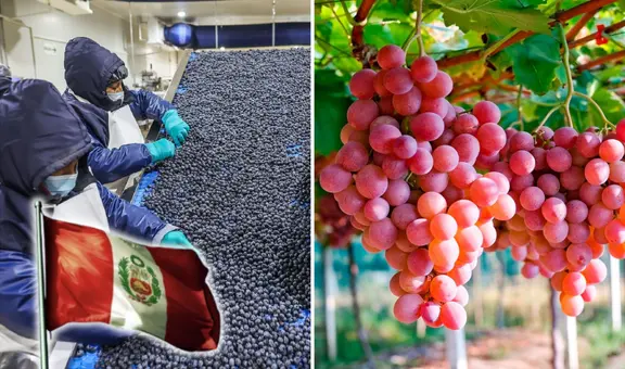 Perú crece y se posiciona dentro del top 10 exportadores de frutas en el mundo: arándanos son los preferidos en EE. UU., según Fluctuante