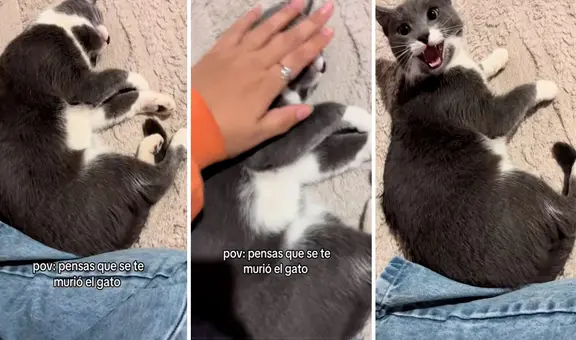 Joven pensó que su gato había muerto: estaba durmiendo y se enojó con su dueña por despertarlo
