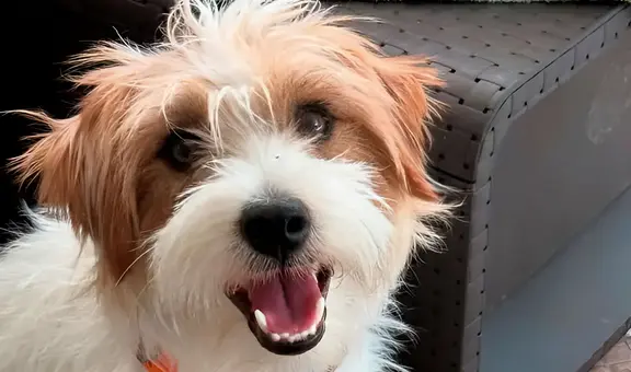 Hombre asesina al perro de asistencia de una niña con epilepsia en Argentina y amenaza de muerte al resto de su familia