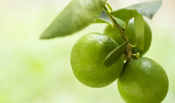 Las hojas de limón se posicionan como alternativa natural para aliviar dolencias comunes
