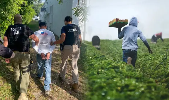 ICE en California: inmigrantes no salen a trabajar en los campos agrícolas por temor a las redadas