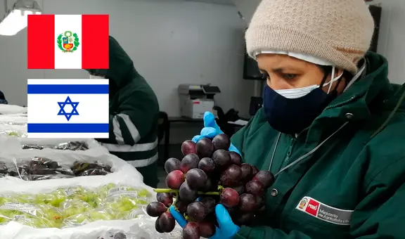 Uva peruana se abre paso al mercado de Israel: Perú se consolida como primer exportador de esta fruta en el mundo