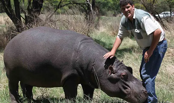 Granjero crió a un hipopótamo como a su hijo, pero este lo atacó salvajemente hasta matarlo: el triste final de Marius Els
