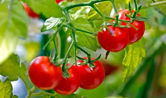 Científicos descubren que unos tomates sudamericanos están evolucionando a la inversa para no dejarse comer