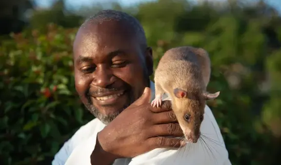 'Carolina', rata que salvó miles de vidas detectando casos de tuberculosis, se jubila tras más de seis años de servicio