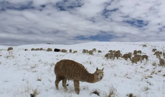 Senamhi: estas son las regiones en Perú que soportan temperaturas bajo cero y poseen 'alerta naranja'