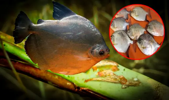 Científicos descubren un nuevo parásito que está atacando a unos peces muy consumidos en Perú